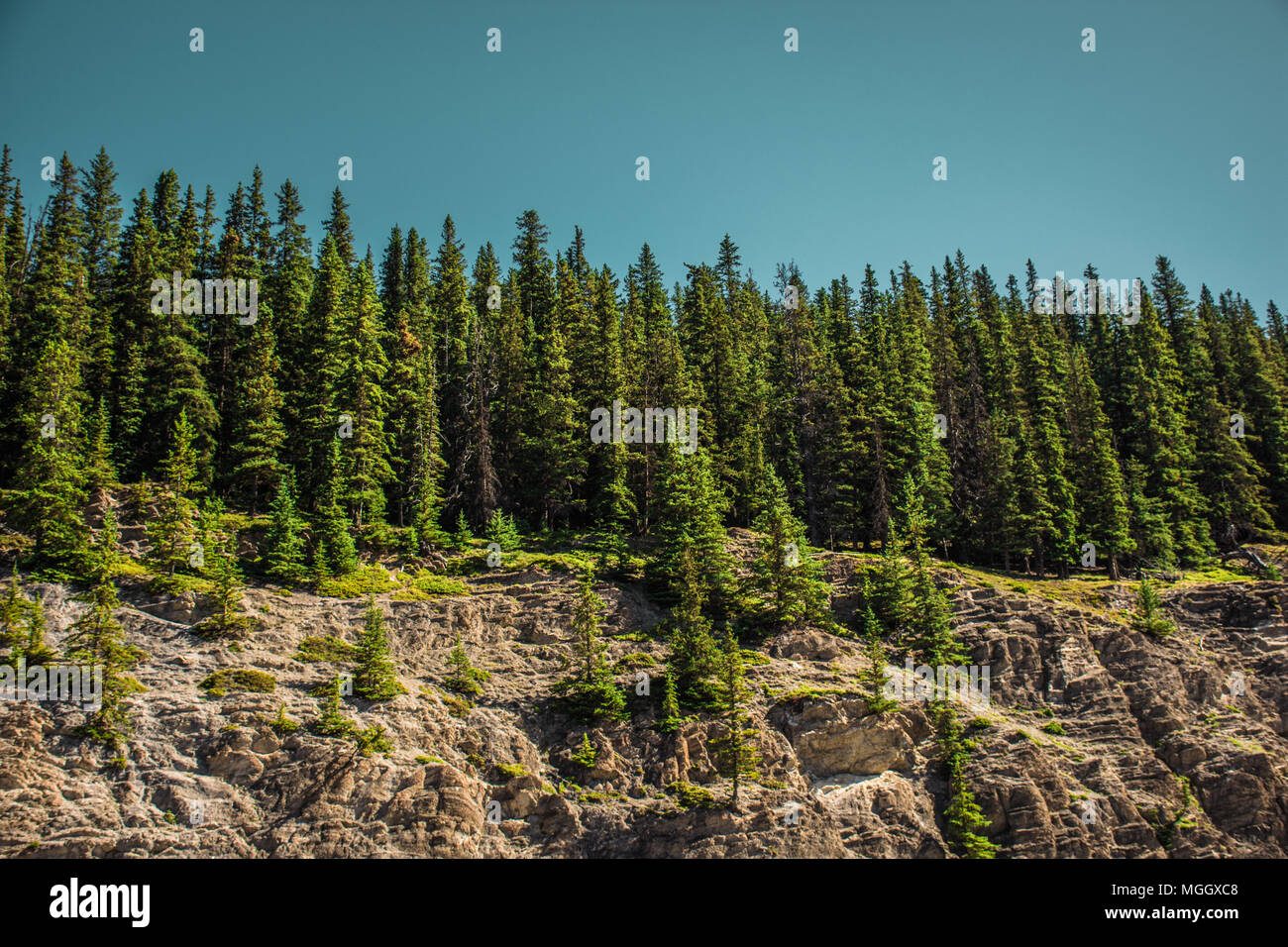 Fitto di alberi sempreverdi lungo la Canadian Rocky montagna Foto Stock