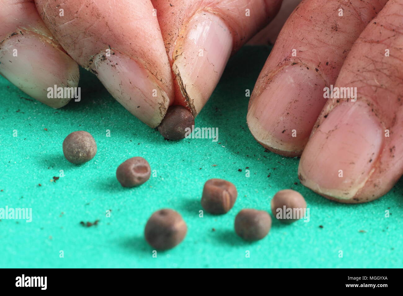 Lathyrus scarificatrice. Pisello dolce semi sono graffiati o 'scarified' - sulla carta vetrata a grana fine per incoraggiare la germinazione veloce quando piantati, REGNO UNITO Foto Stock