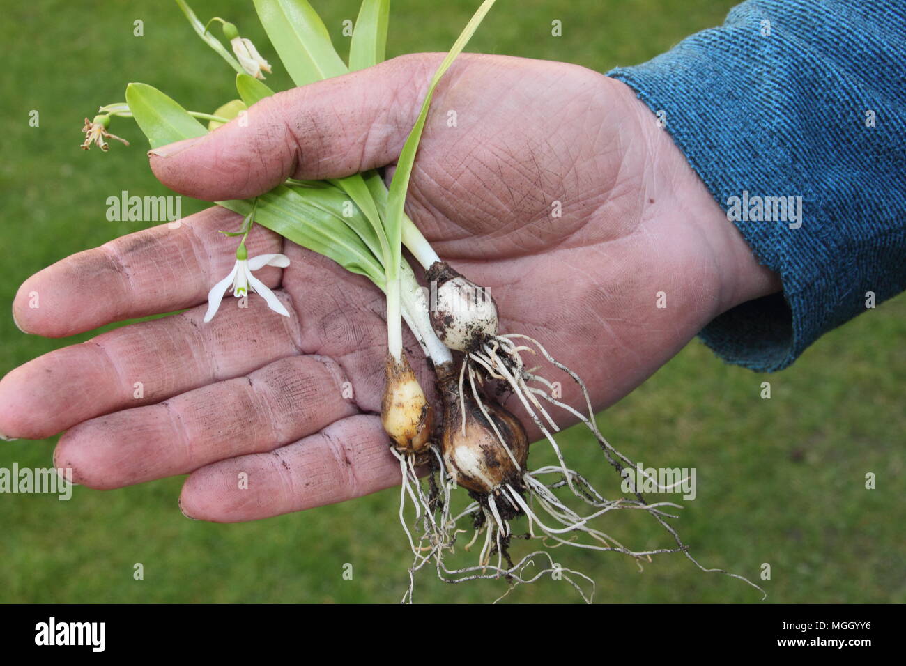 Galanthus nivalis. Mano del giardiniere maschio holding snowdrops 'nel verde' prima di ri-piantando, REGNO UNITO Foto Stock