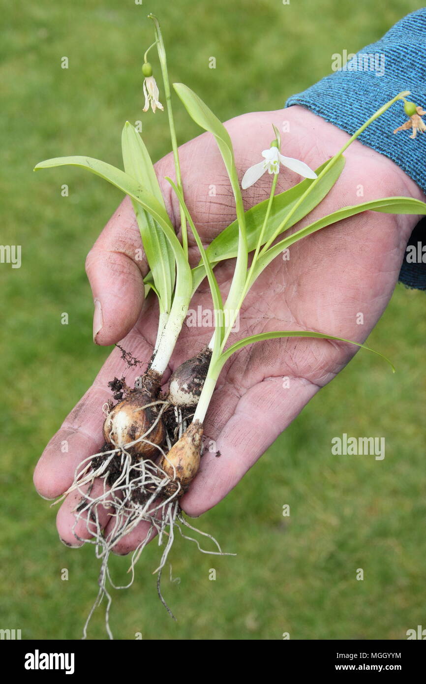 Galanthus nivalis. Mano del giardiniere maschio holding snowdrops 'nel verde' prima di ri-piantando, REGNO UNITO Foto Stock