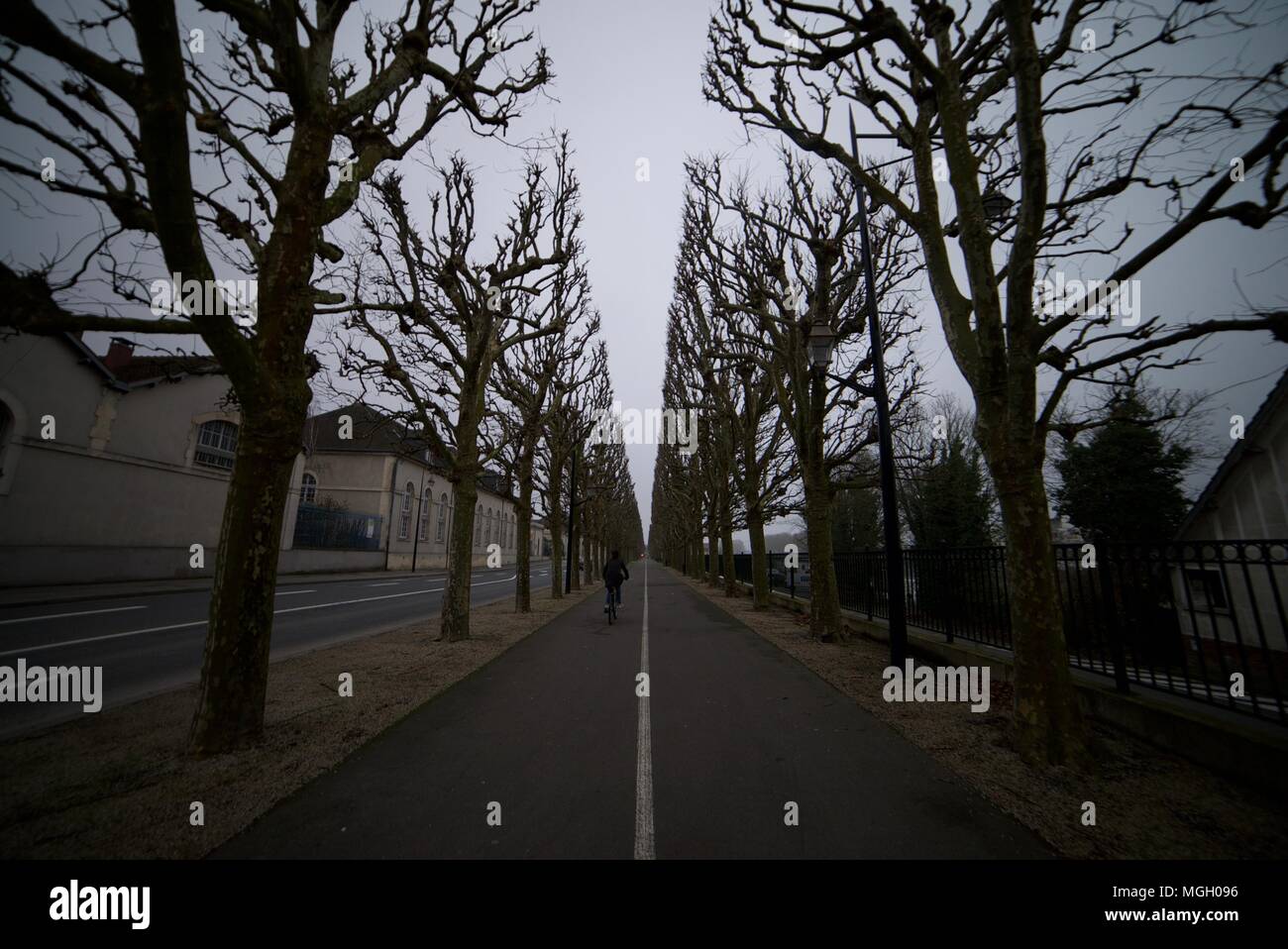 Ciclista in bicicletta tra una linea decorativa di alberi a fianco di un percorso in Compeigne, Francia Foto Stock