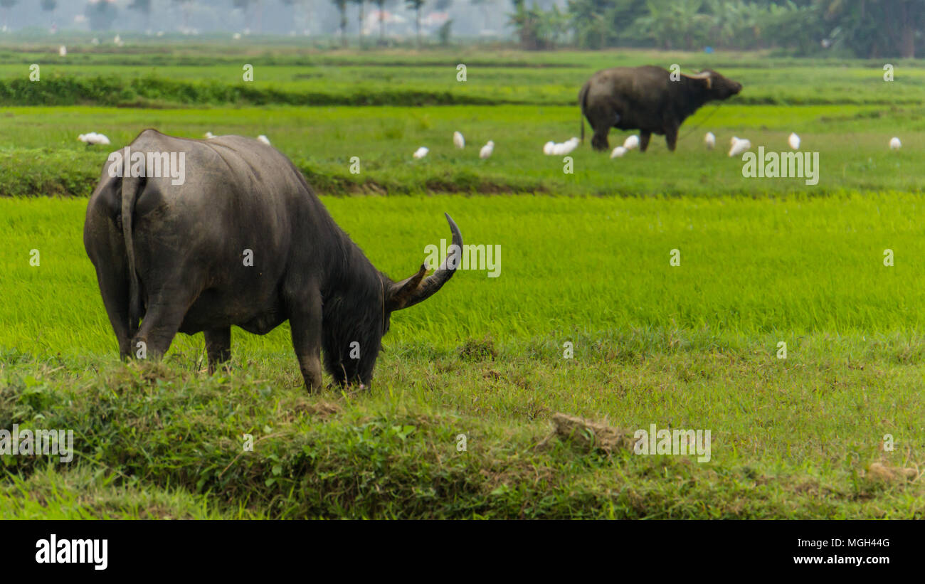 Bufalo pascolano in risaia campo con uccelli bianco Foto Stock