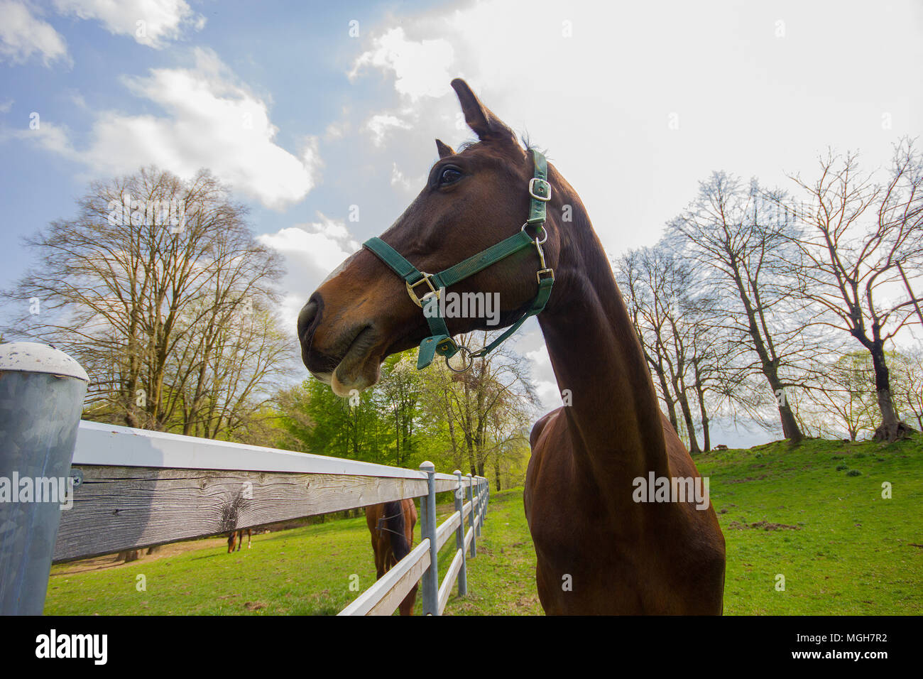 Una bella ampia angolazione di un cavallo in un campo, Italia Foto Stock