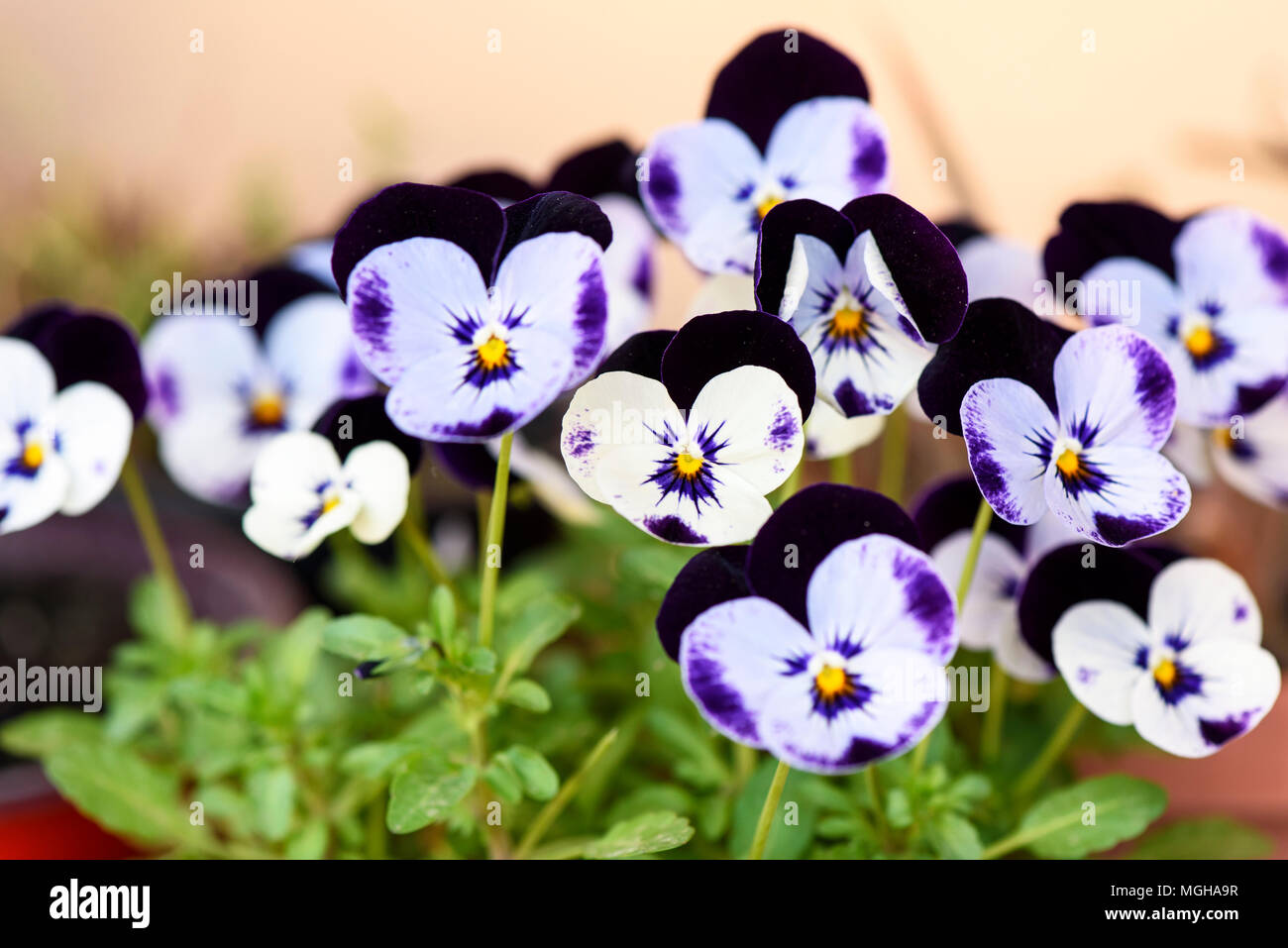Pansy (Viola tricolore) fiore cresce in giardino Foto Stock