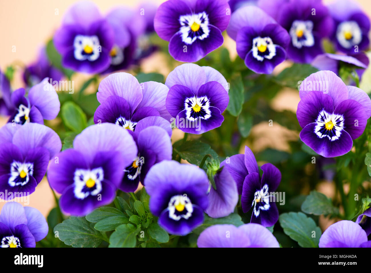Pansy (Viola tricolore) fiore cresce in giardino Foto Stock