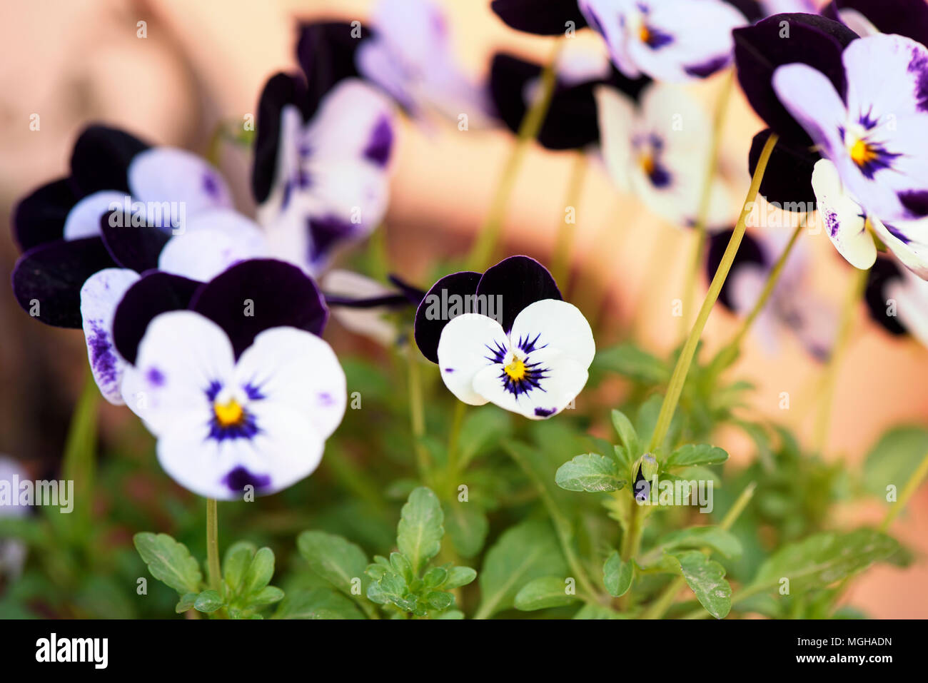 Pansy (Viola tricolore) fiore cresce in giardino Foto Stock