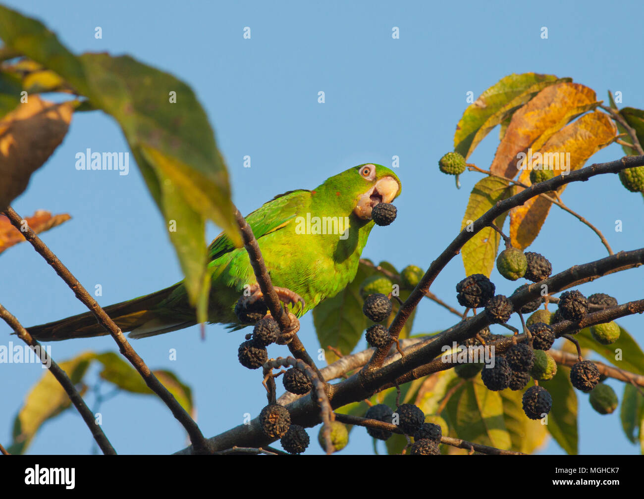 Parrocchetto cubano (Psittacara euops) vulnerabili, penisola di Zapata, CUBA Foto Stock