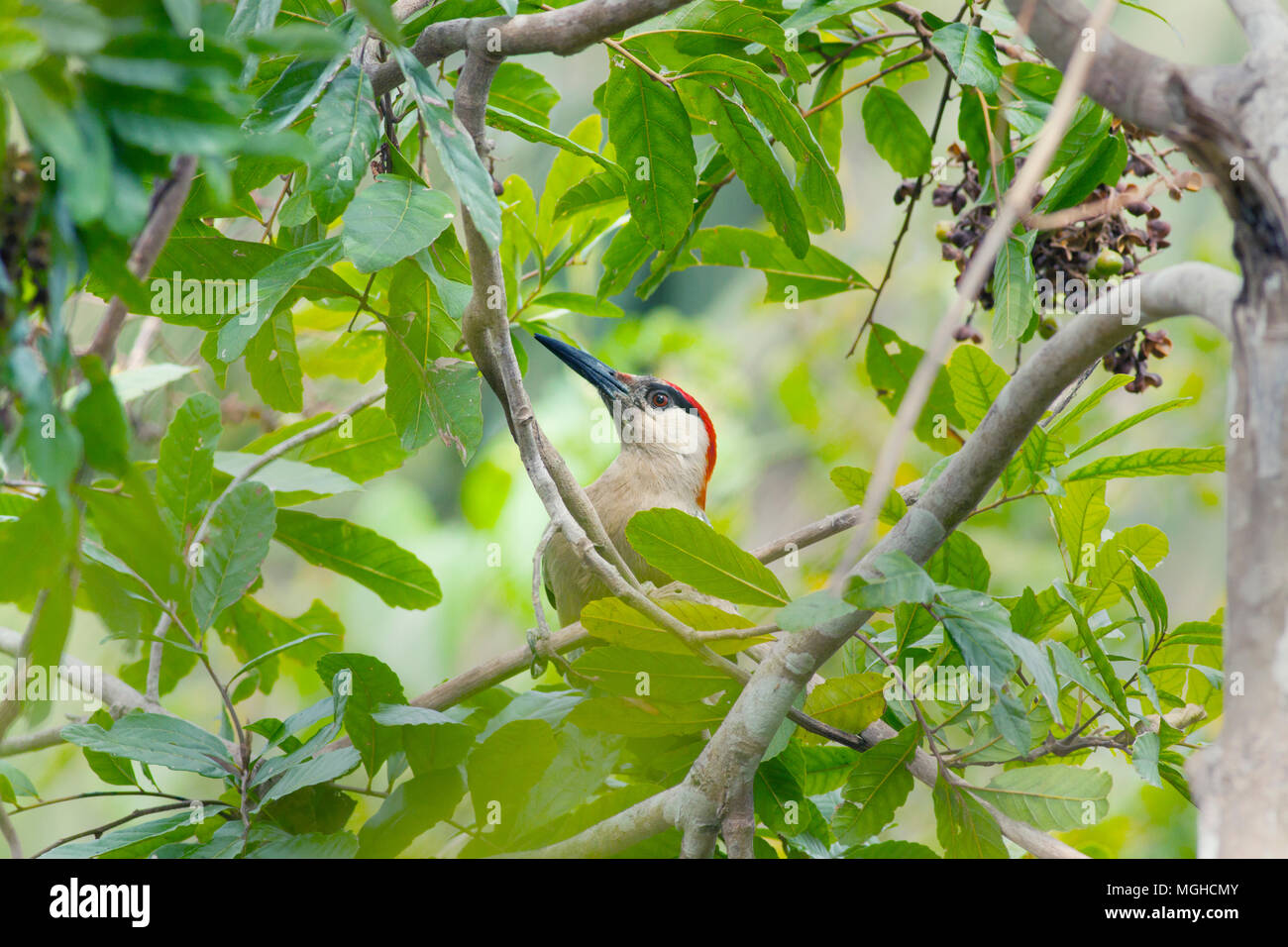 West Indian picchio rosso maggiore (Melanerpes superciliaris) penisola di Zapata, CUBA Foto Stock