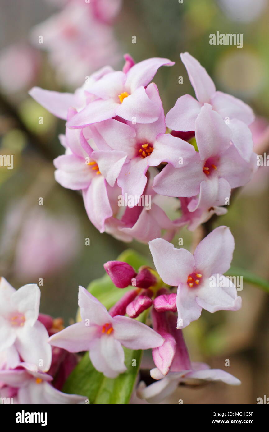 Daphne bholua 'Jacqueline Postill' arbusto profumato fioritura in inverno in un giardino inglese,UK Foto Stock