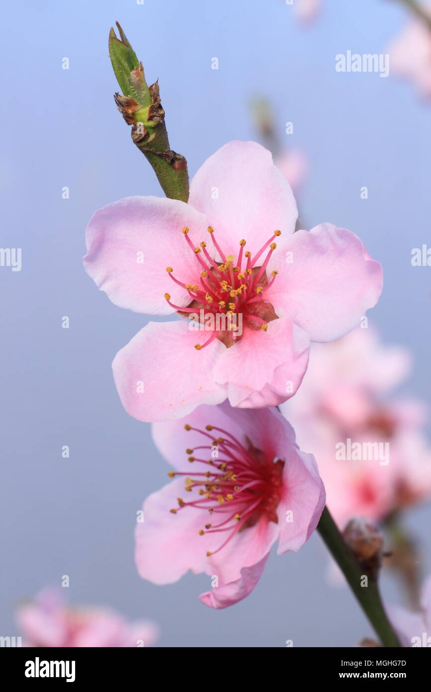 Prunus Persica Falco Pellegrino Peach Peregrine In