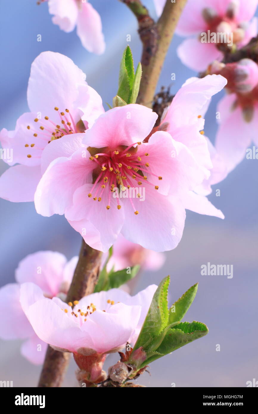 Prunus persica var. Pesche noci. Pesche noci 'Madame Blanchette' in piena fioritura in luogo protetto in un giardino inglese in primavera, REGNO UNITO Foto Stock