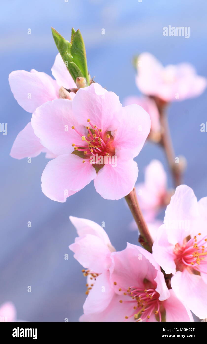Prunus persica var. Pesche noci. Pesche noci 'Madame Blanchette' in piena fioritura in luogo protetto in un giardino inglese in primavera, REGNO UNITO Foto Stock