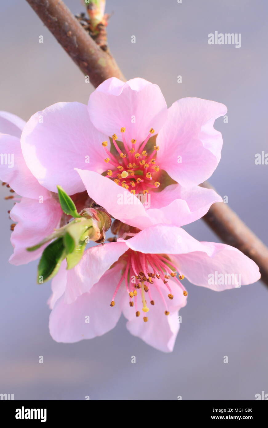 Prunus persica var. Pesche noci. Pesche noci 'Madame Blanchette' in piena fioritura in luogo protetto in un giardino inglese in primavera, REGNO UNITO Foto Stock