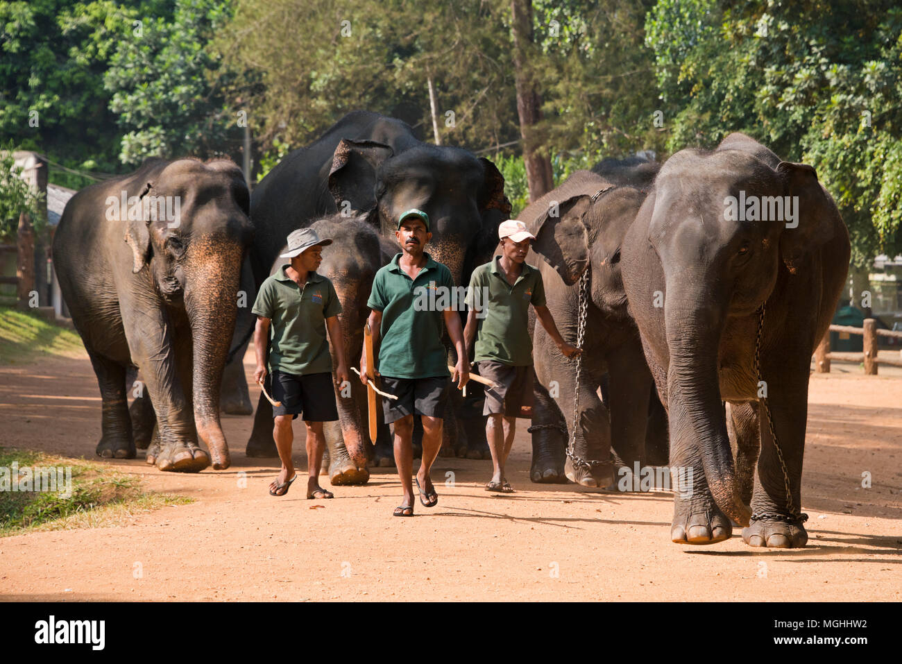 Vista orizzontale degli elefanti e l'mahouts a Pinnawala l'Orfanotrofio degli Elefanti in Sri Lanka. Foto Stock