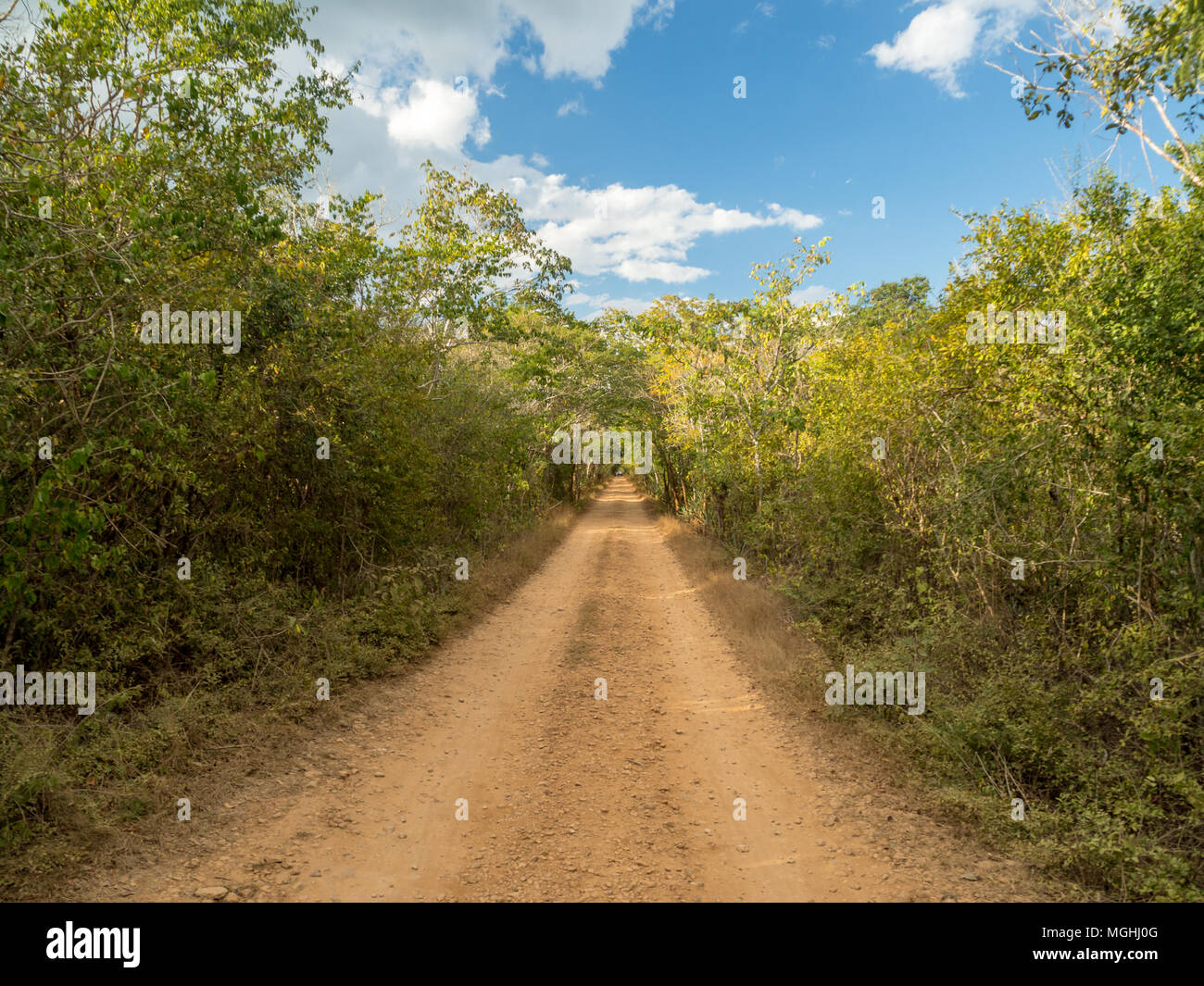 Strada polverosa in esecuzione attraverso la giungla messicana, strada forestale di antiche rovine Maya Foto Stock