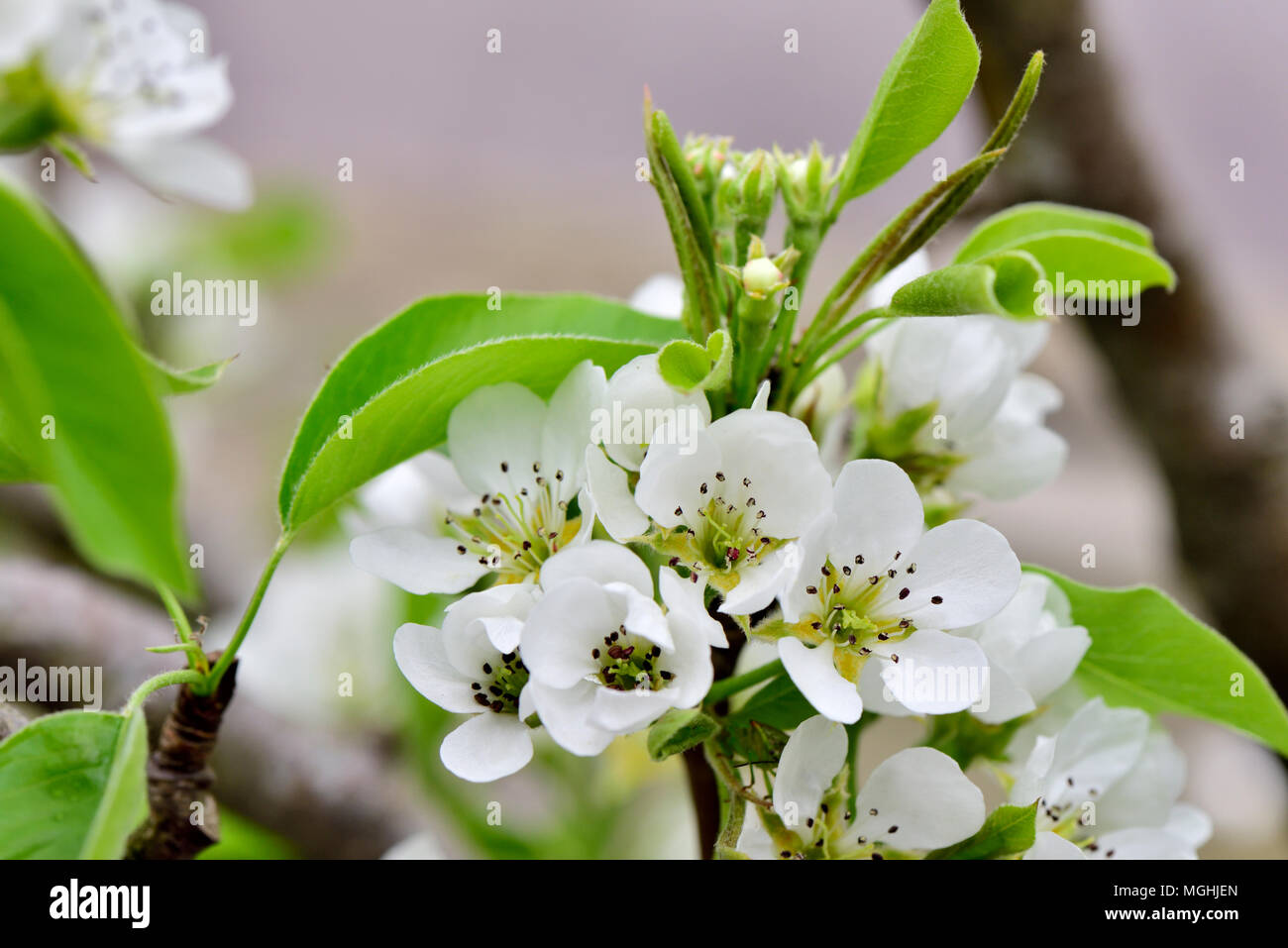 Fiori di colore bianco su Pear Tree (conferenza pera) in primavera Foto Stock
