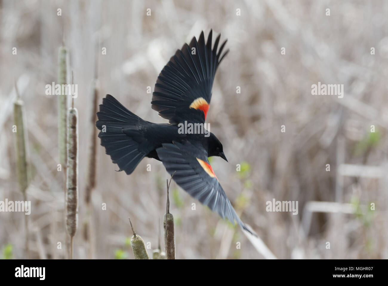 Red winged blackbird a Vancouver BC Canada Foto Stock