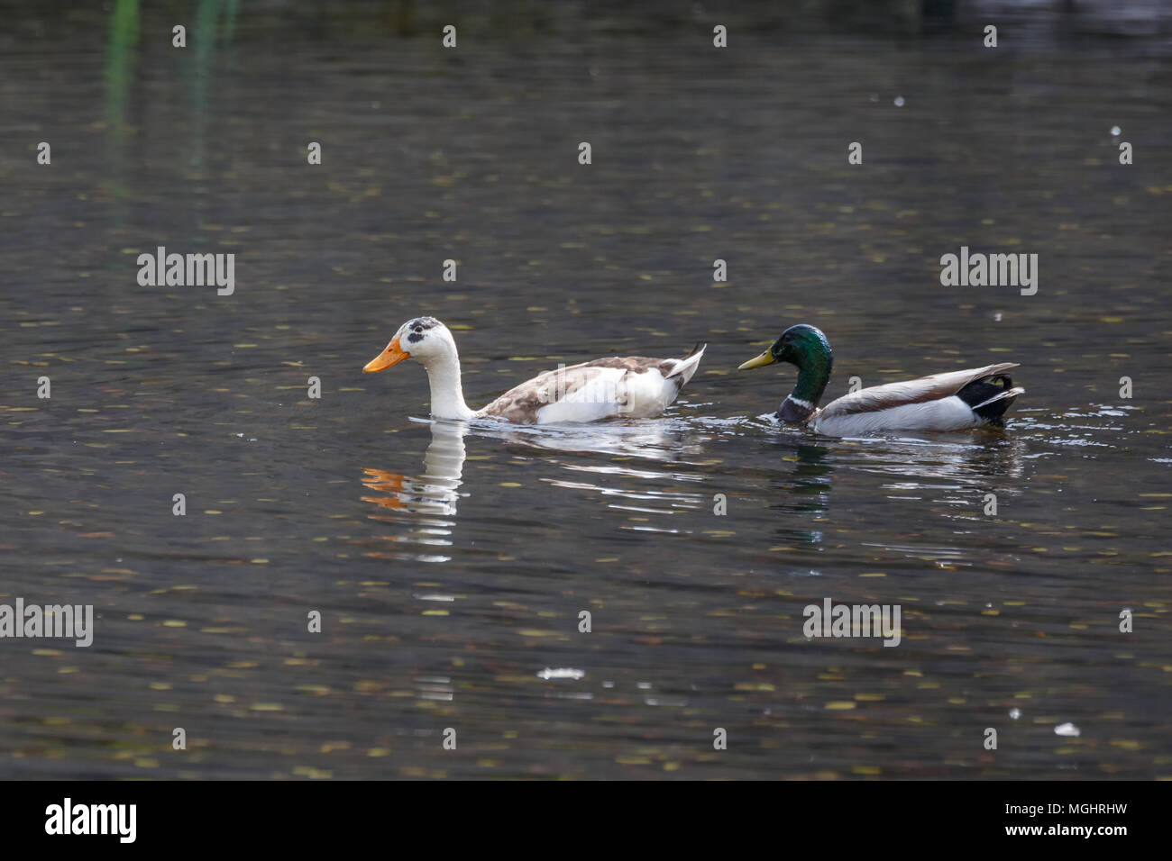 Mallard ibridi e le anatre domestiche a Vancouver BC Canada Foto Stock