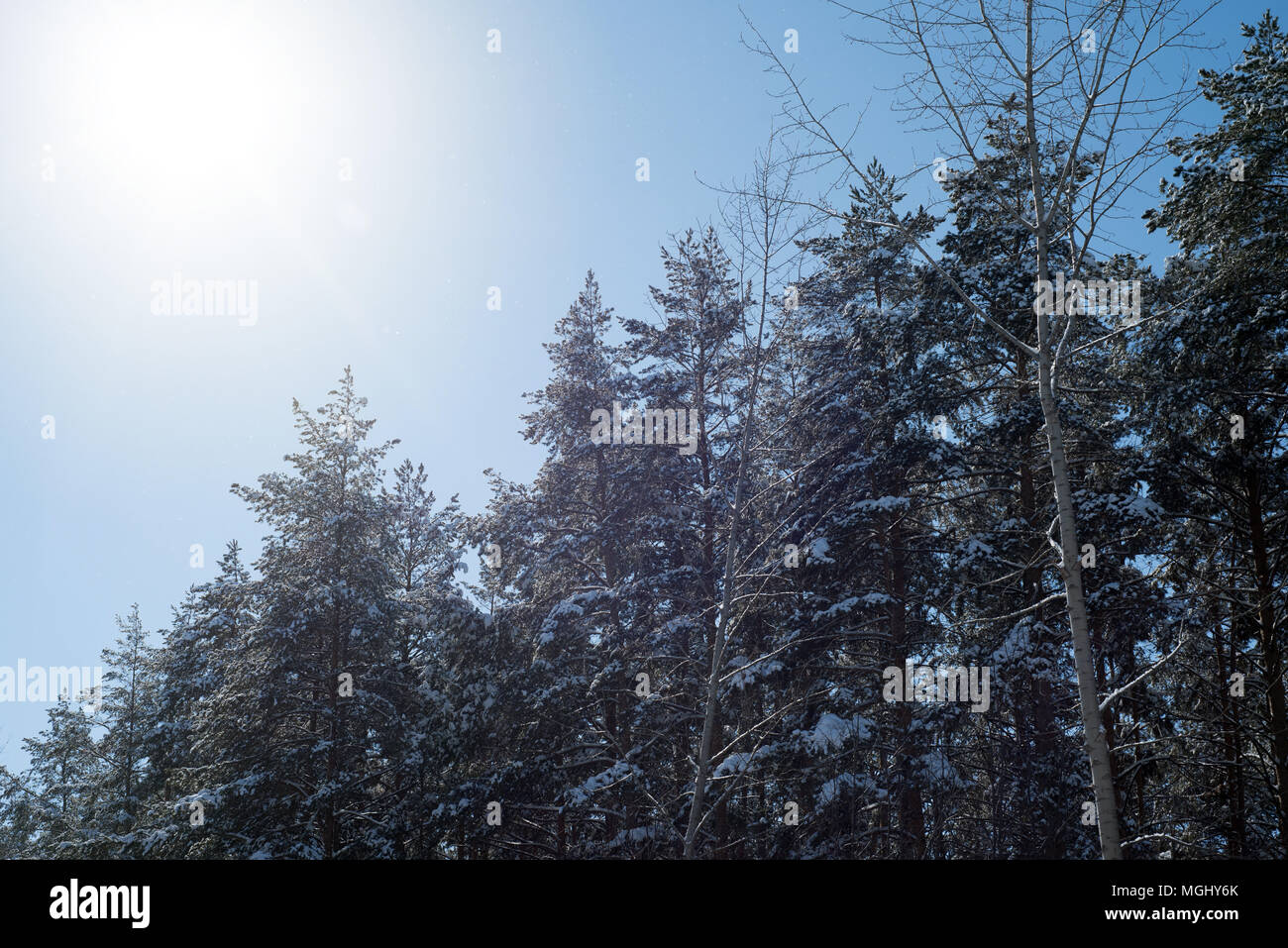 Il sole d'inverno con golden toni caldi si riflette di neve coperte di pini e Abete rami contemplati in fresco di candida neve in questo rustico s Foto Stock