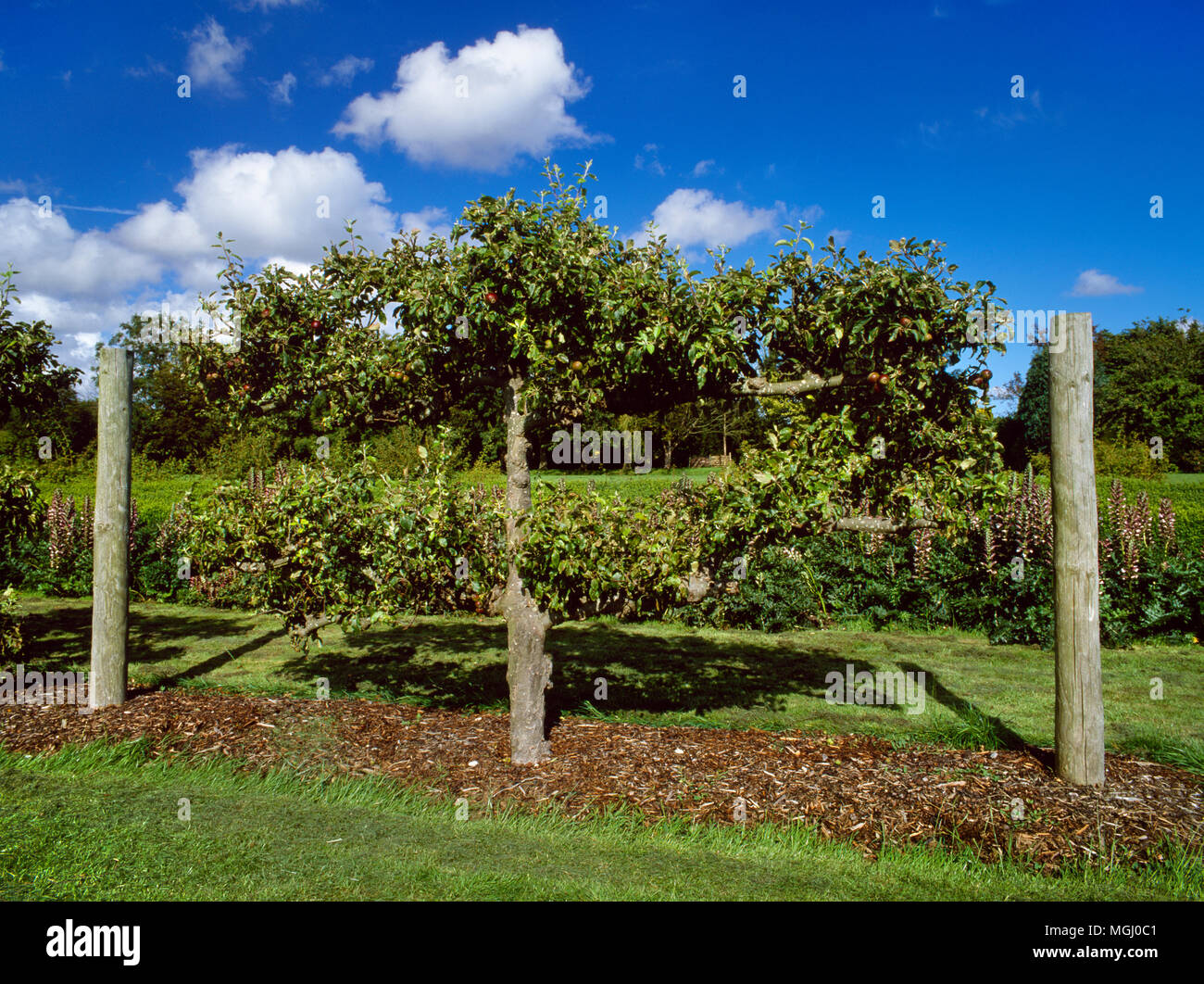 Un espaliered melo in ricreato giardino di Palazzo Romano di Fishbourne, West Sussex, Regno Unito: moderna piantagione ha seguito l'originale C1stAD piano. Foto Stock