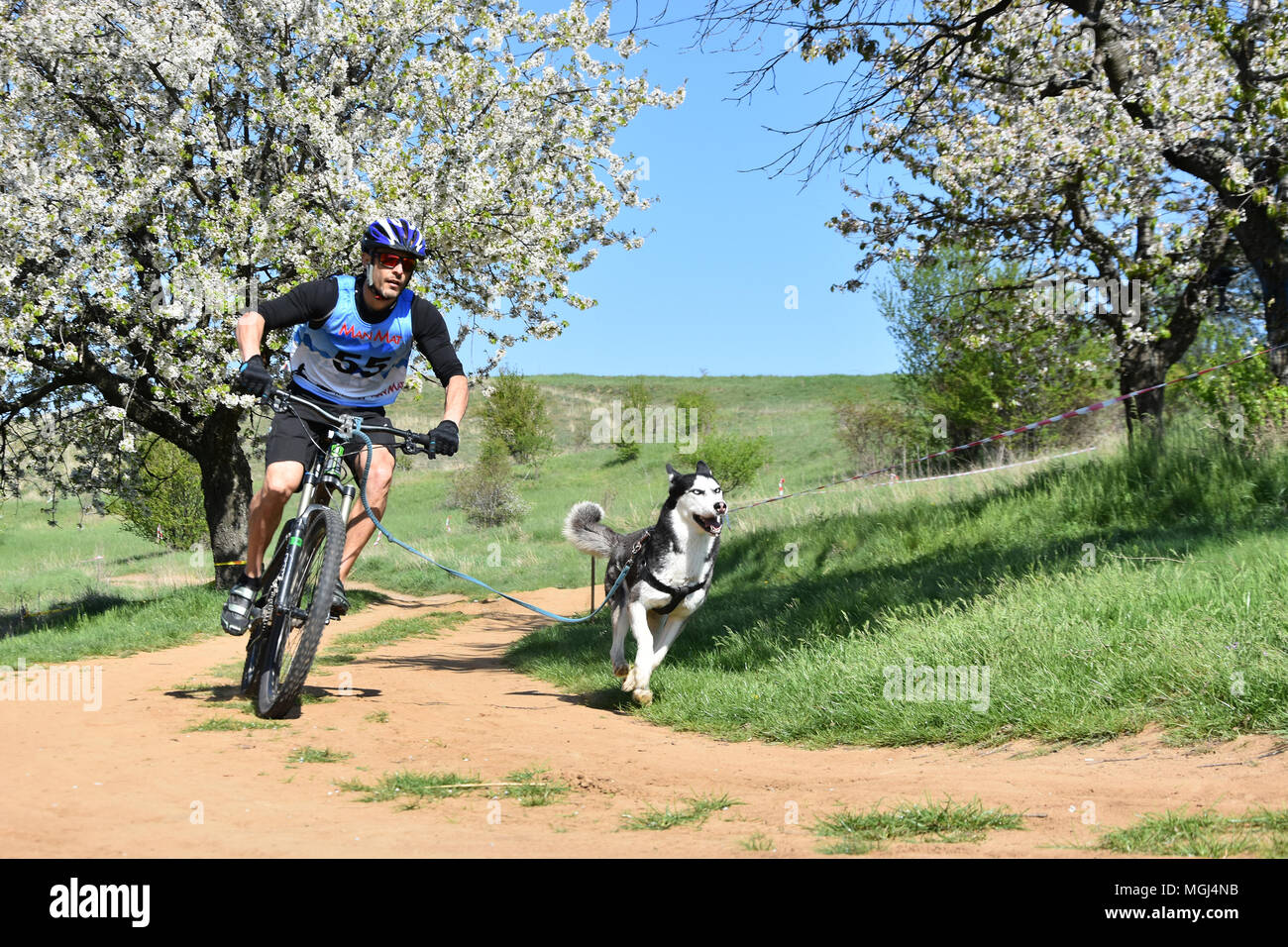 Slakovtsi, Bulgaria - 21 Aprile 2018: il giovane uomo in bici con il suo cane Husky durante la primavera caninecross gara Slakovtsi vicino lago. Foto Stock