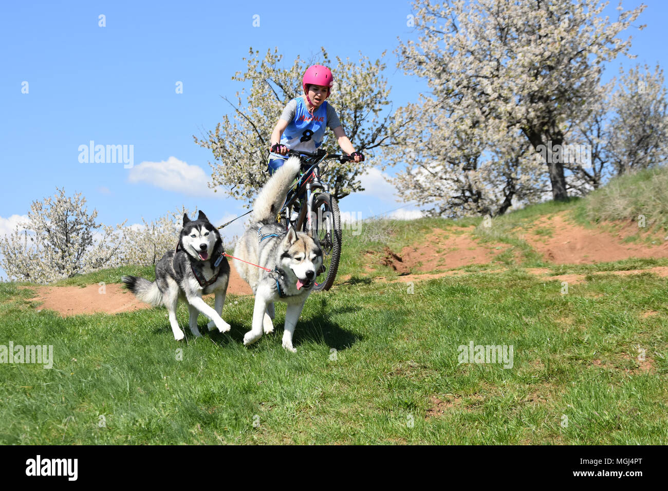 Slakovtsi, Bulgaria - 21 Aprile 2018: giovane donna vanno in bicicletta con i suoi due cani Husky durante la primavera caninecross gara Slakovtsi vicino lago. Foto Stock