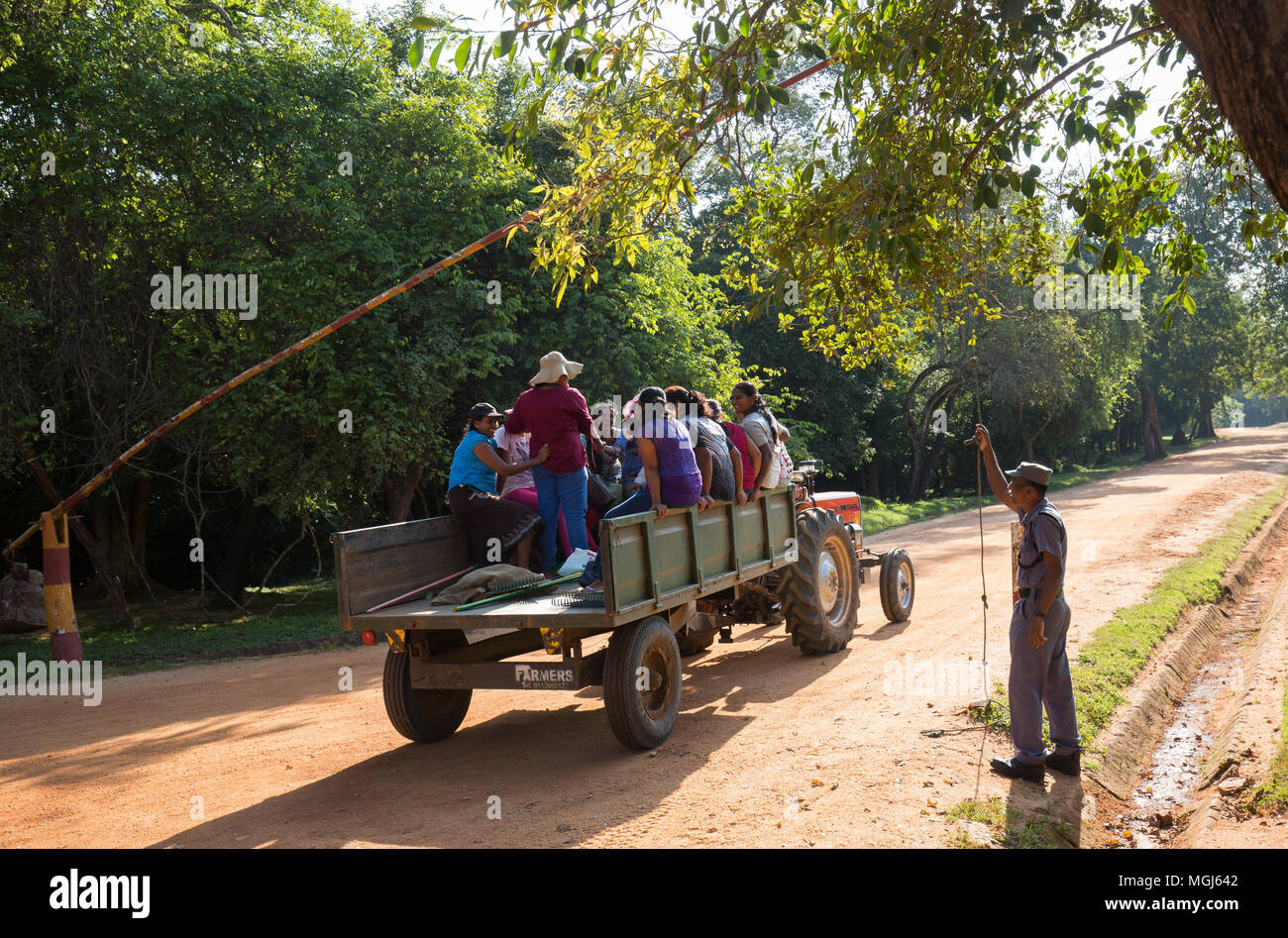 Parco femmina lavoratori in seduta trattore che passa attraverso la porta di barriera, Sigiriya, provincia centrale, Sri Lanka, in Asia. Foto Stock