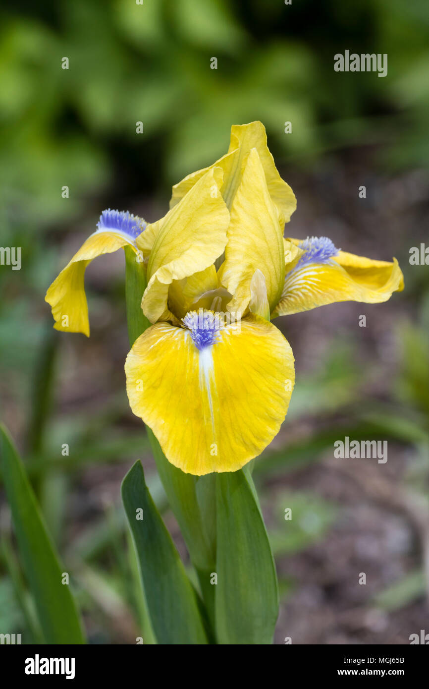 Giallo cade e standard con una barba blu della nana standard barbuto, iris Iris "Beffa' Foto Stock