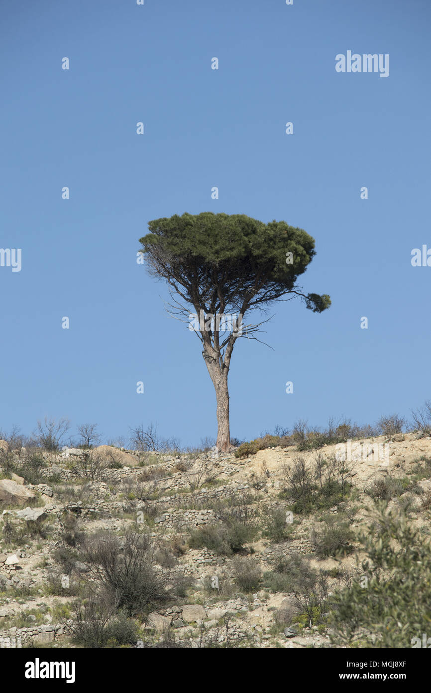 Pino a ombrello, Pinus pinea, affacciato Casenoves, una molto piccola e  antica rovina villaggio catalano, abitata nel Medioevo, abbandonato dal  1644 Foto stock - Alamy