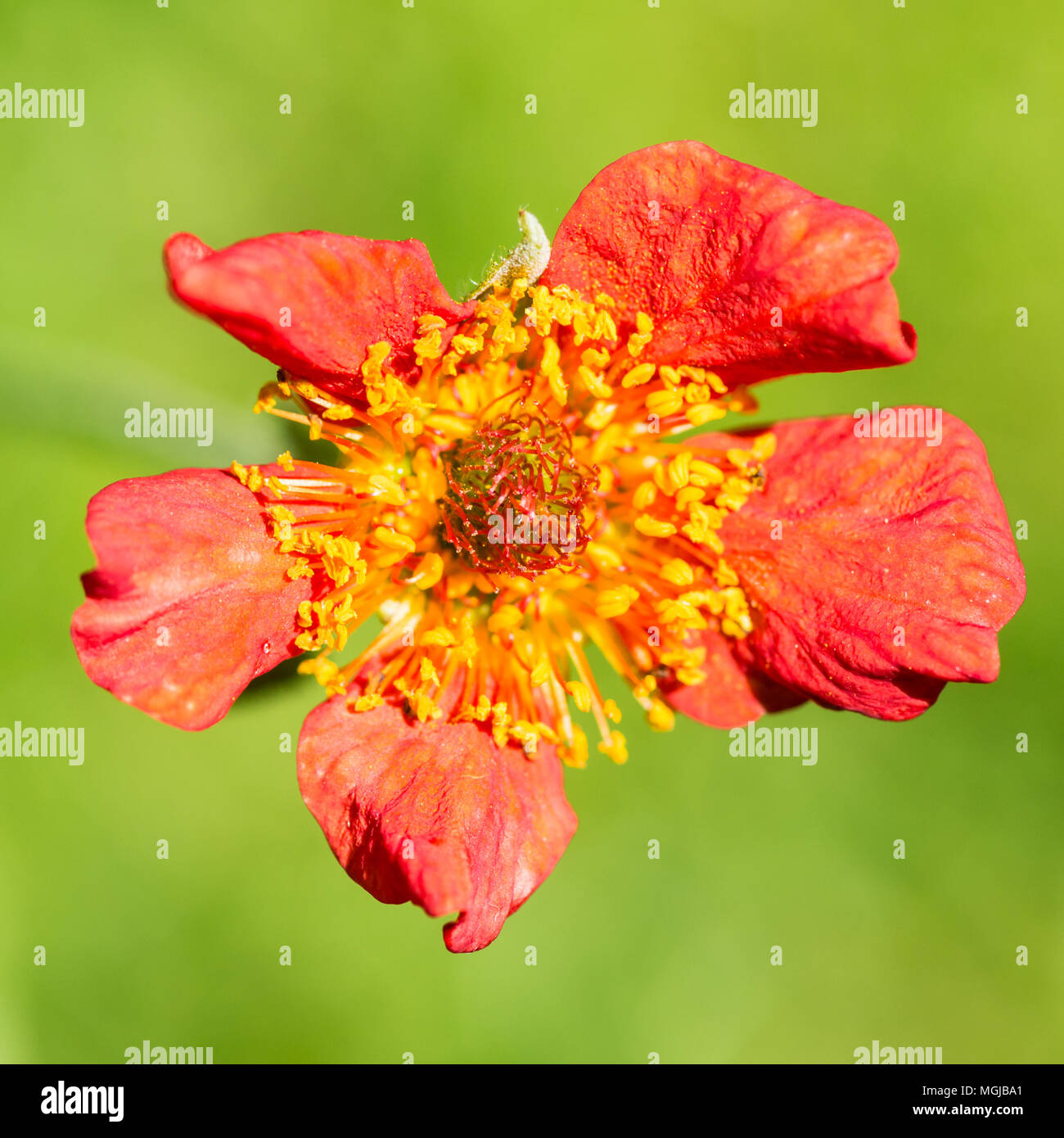 Una ripresa macro di un colore rosso brillante geum bloom. Foto Stock