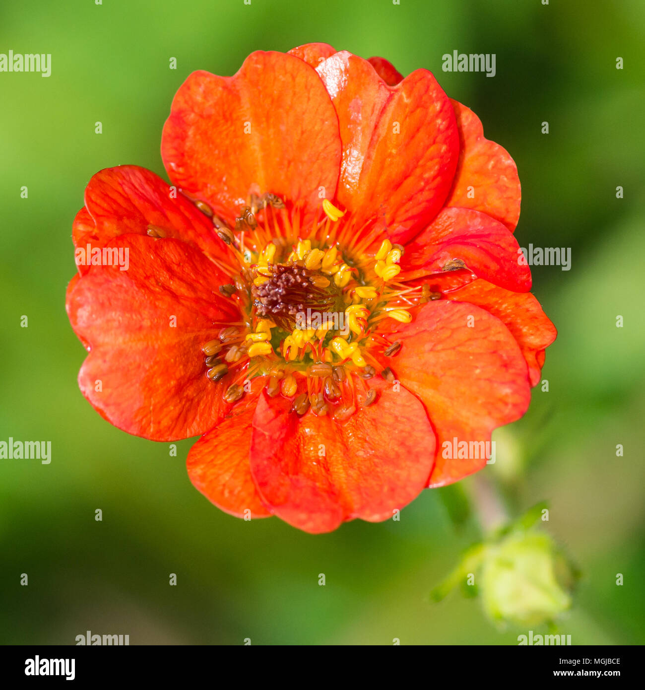 Una ripresa macro di un rosso geum bloom. Foto Stock