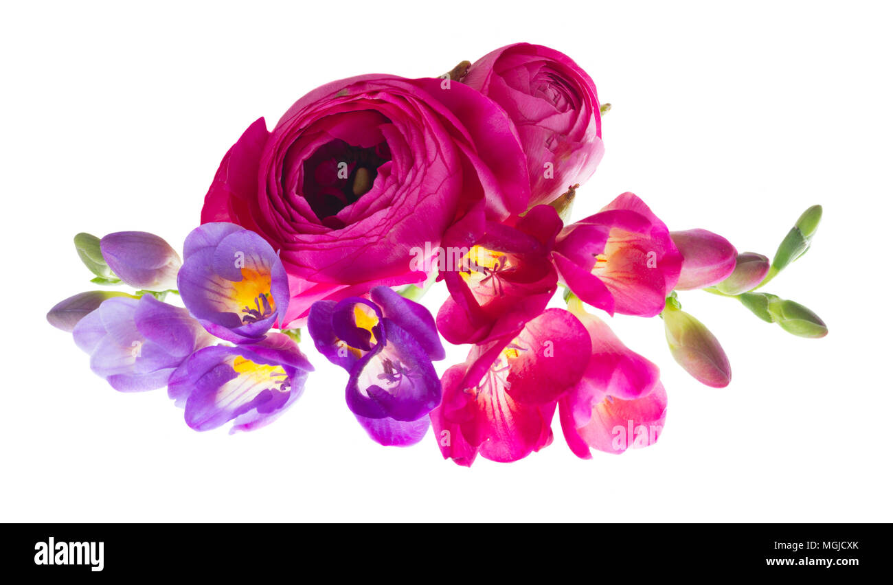 Freeseia fiori freschi Foto Stock