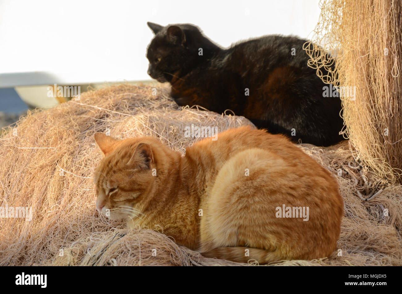 Il gatto giallo e il gatto nero si sono addormentati sulle reti da pesca  Foto stock - Alamy