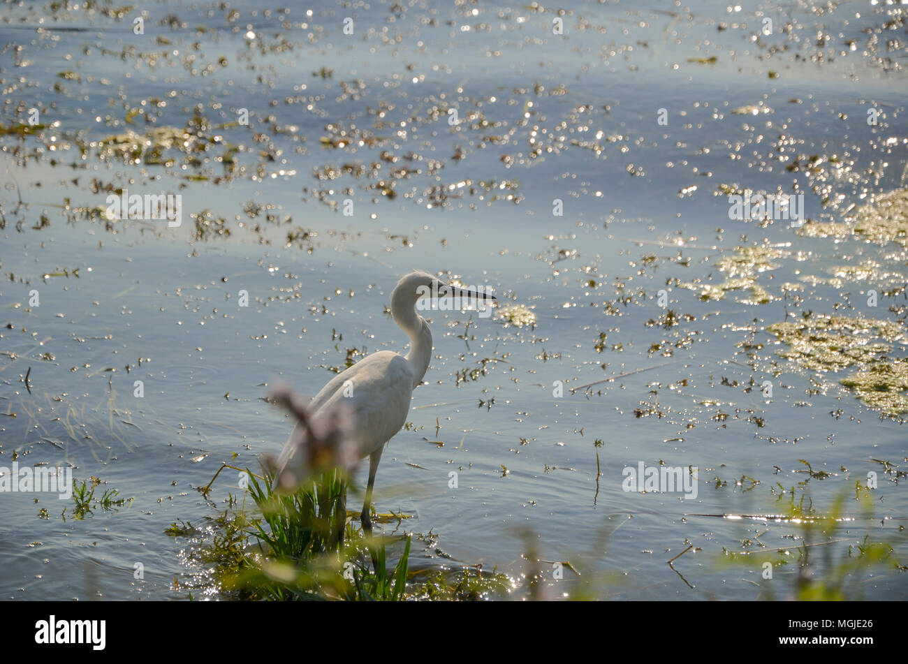 Airone bianco su verde, nei pressi di acqua di stagno, nella foresta lago, lungo collo, becco affilato, lungo le gambe, piume bianche, occhi piccoli, sottile e flessibile per gli uccelli. Foto Stock