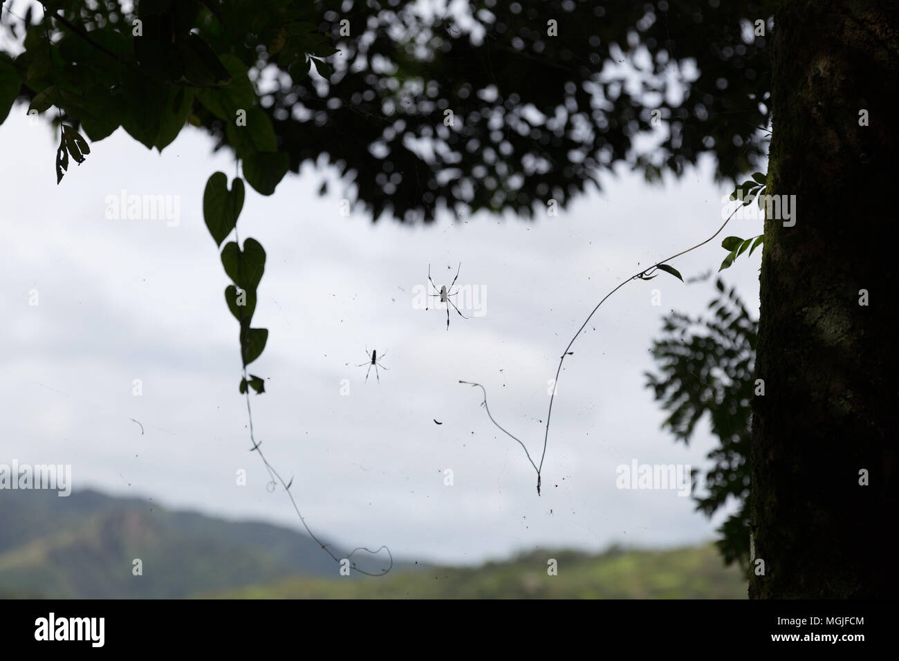 Ragno con gamba mancante stagliano contro il cielo Foto Stock
