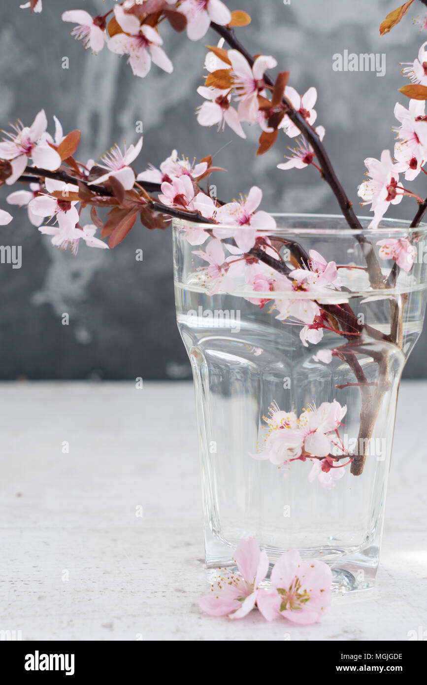 Molla albero di fiori Foto Stock