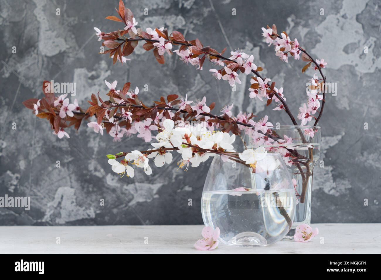 Molla albero di fiori Foto Stock