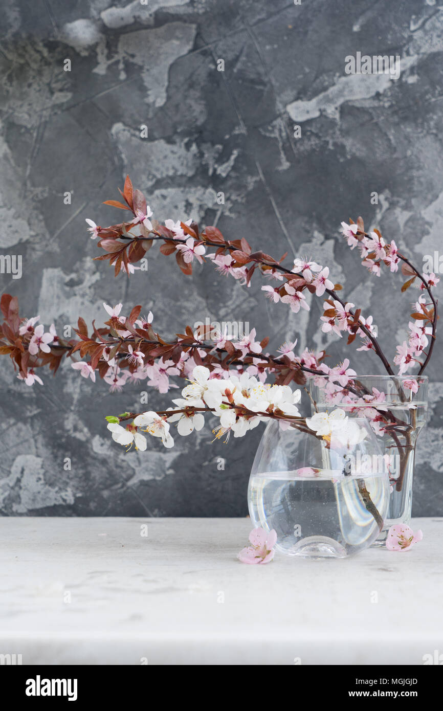 Molla albero di fiori Foto Stock