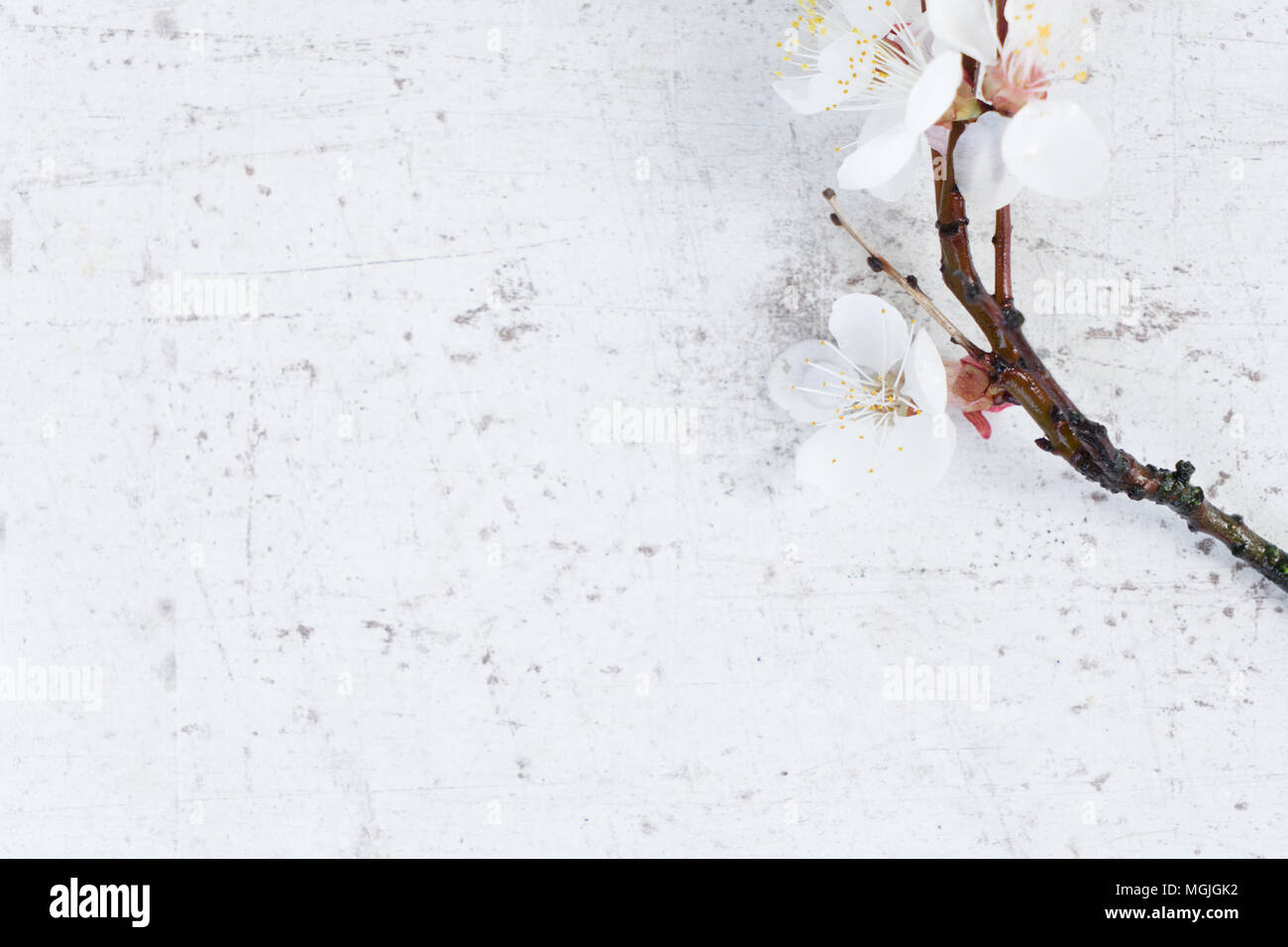 Molla albero di fiori Foto Stock
