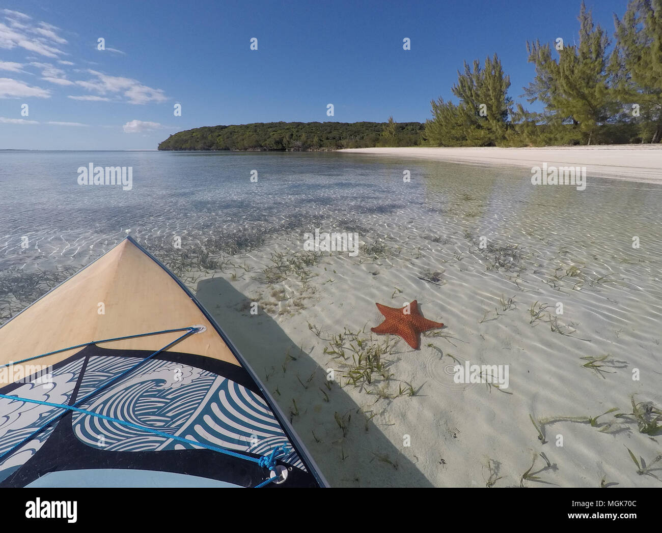 Bahamas - una grande orange sea star si siede sul fondo off di una spiaggia sabbiosa isolata da qualche parte in paradiso Foto Stock