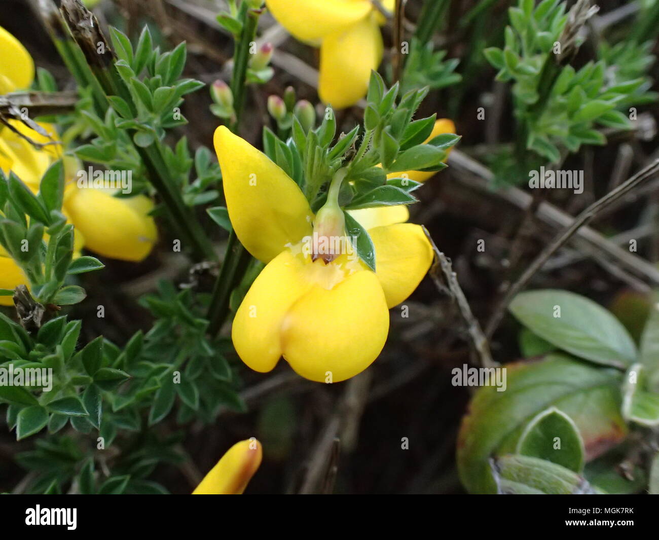 Primo piano dei fiori sotto il sole Foto Stock