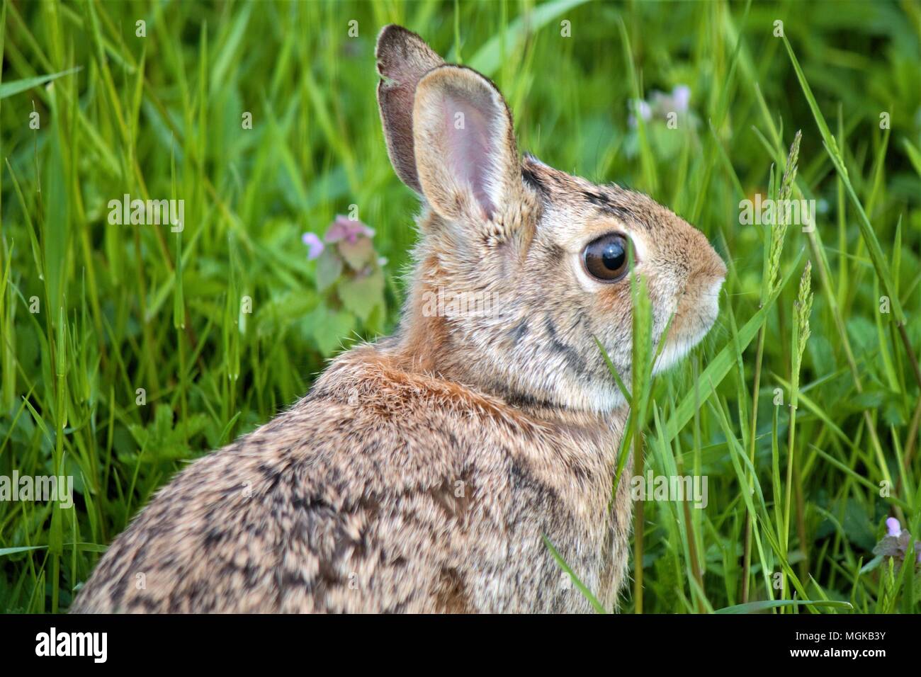 Lepre Foto Stock