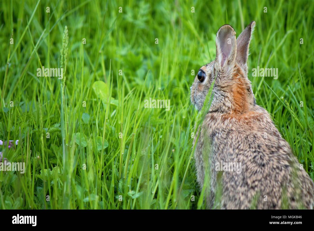Lepre Foto Stock