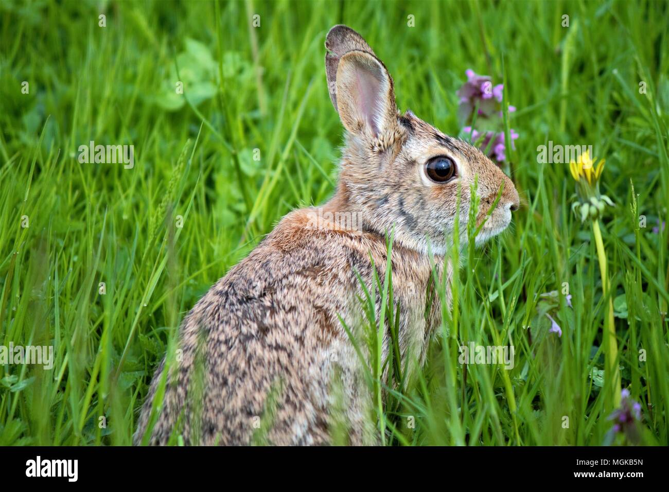 Lepre Foto Stock