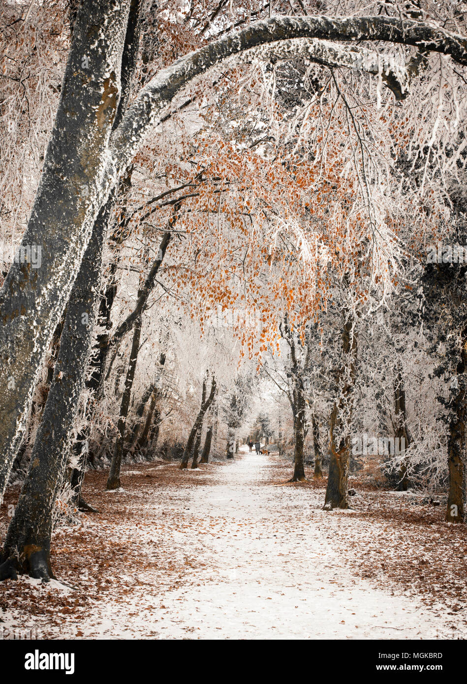 Persone che camminano loro dod su un inverno mattina sotto un baldacchino di alberi congelati con trasformata per forte gradiente frost Foto Stock