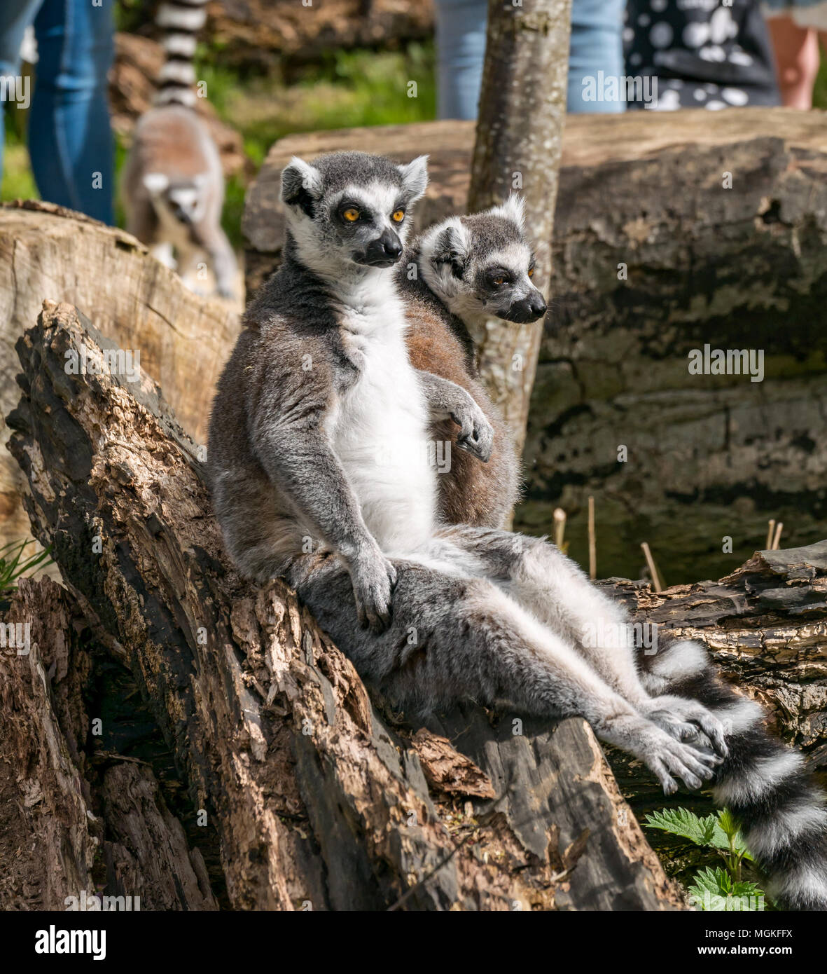 Primo piano di lemuri con coda ad anello, Lemur catta, in uno zoo, Regno Unito Foto Stock