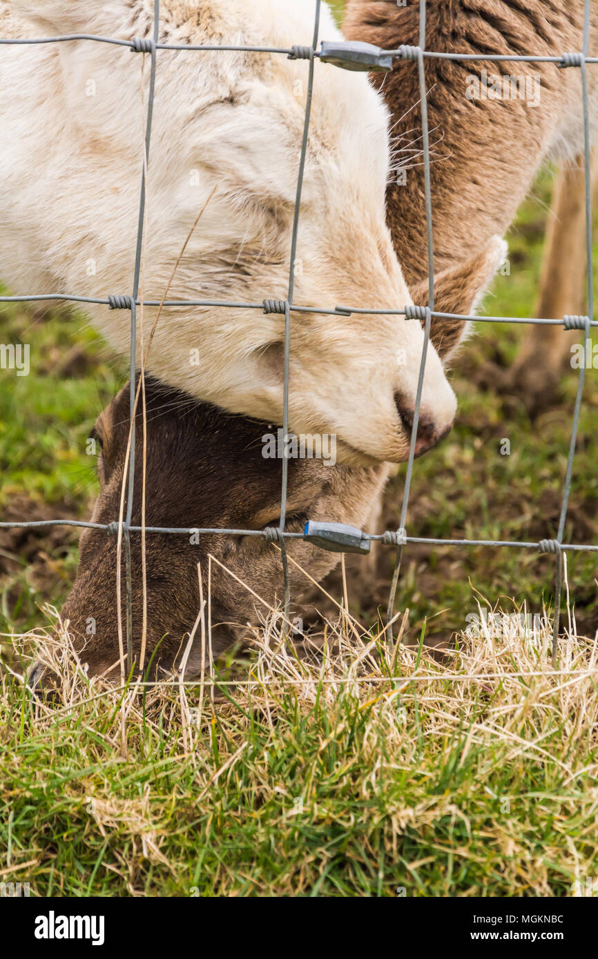 Immagine ravvicinata di un bianco daini (DAMA DAMA) gomitata un marrone daino come ella feed. Foto Stock
