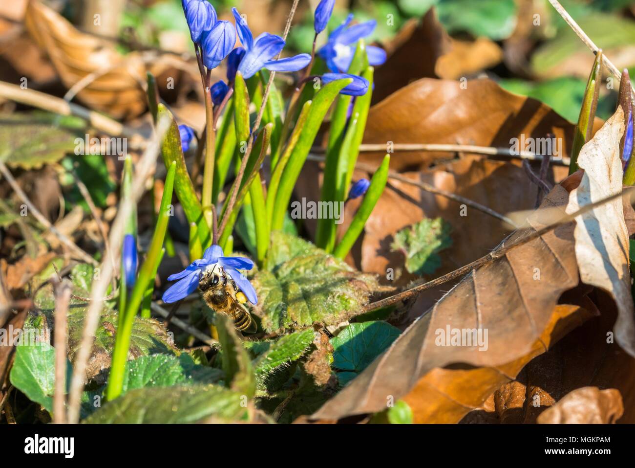 Bee raccogliendo miele vola su una grande stella giacinto Foto Stock