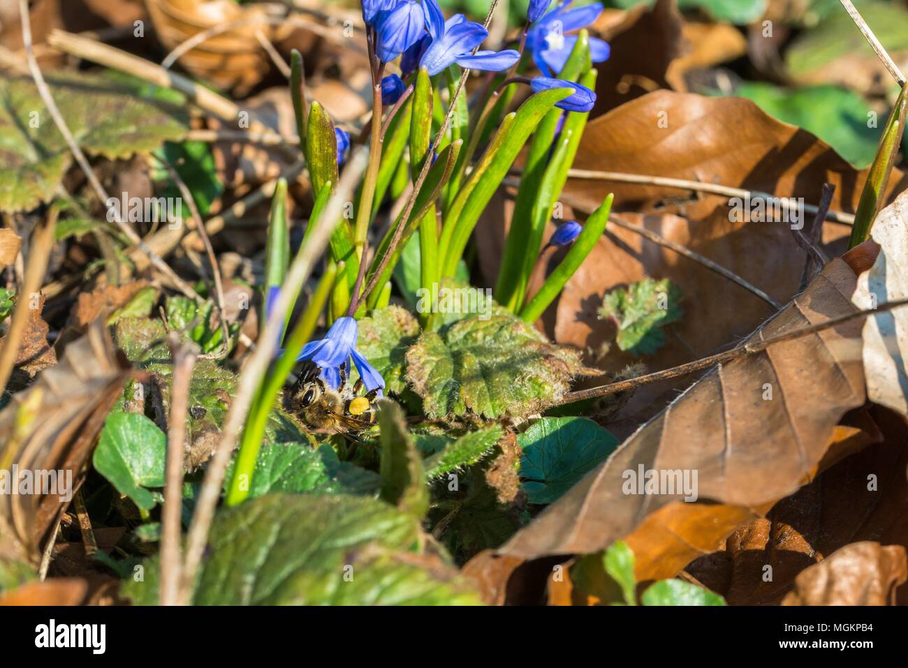 Bee raccogliendo miele vola su una grande stella giacinto Foto Stock