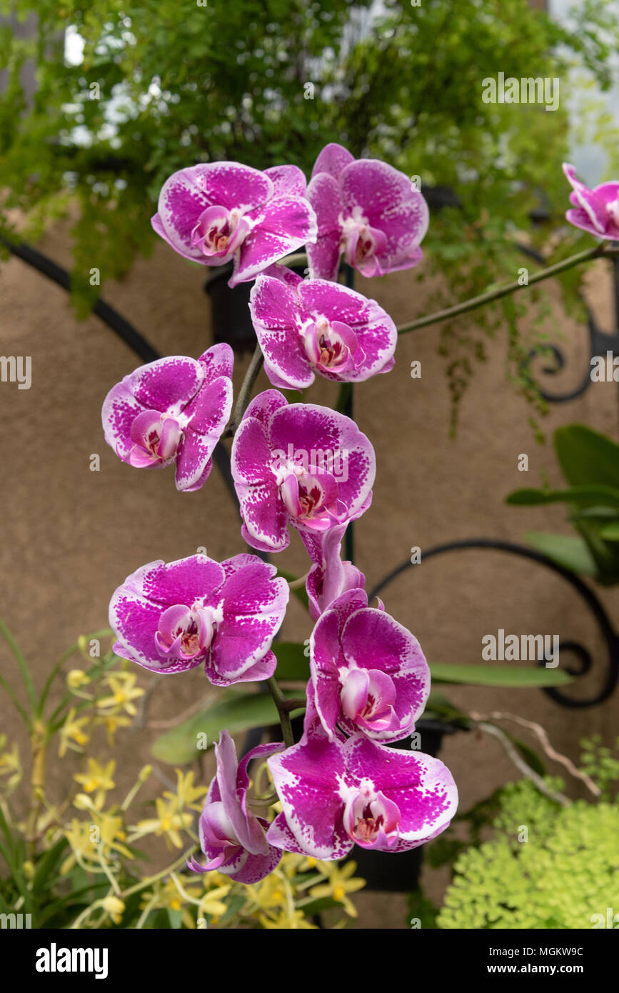 Rosa fioriture di orchidee a Longwood Gardens Pennsylvania Foto Stock